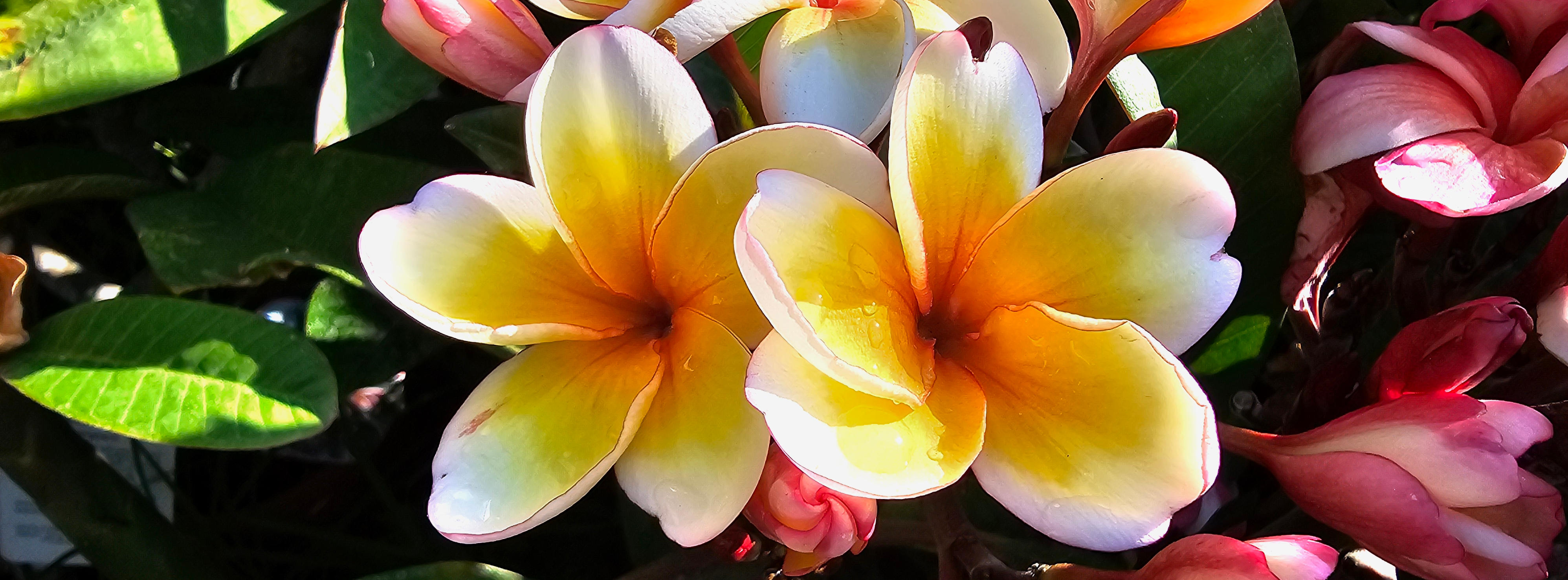 A plumériák egy álom!