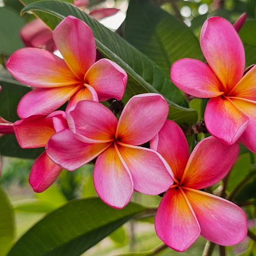 Ausztrál rózsaszín - nagyon gyakori Balin