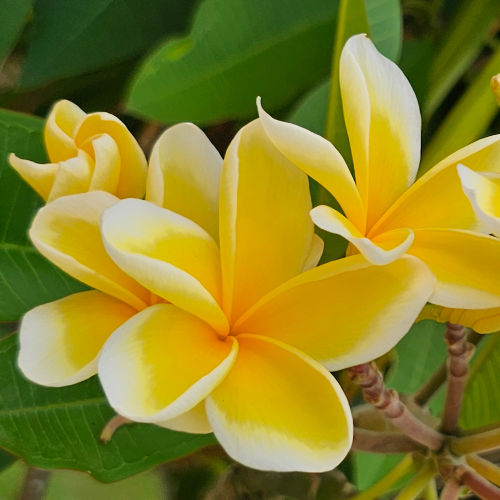 Bali Hai Gold – elbűvölő illattal rendelkezik