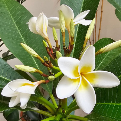 Celadine - Az egyik legismertebb Plumeria fajta