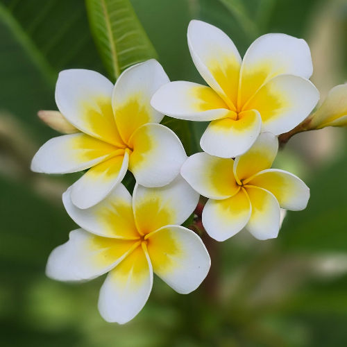 Celadine - Az egyik legismertebb Plumeria fajta