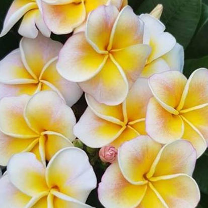 Chablis - garantált virágcsoda