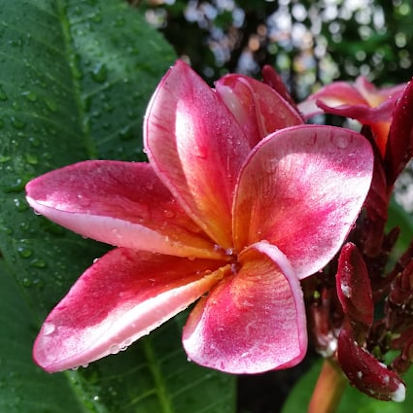 Dulcemia - gyönyörű virágok, erős illat