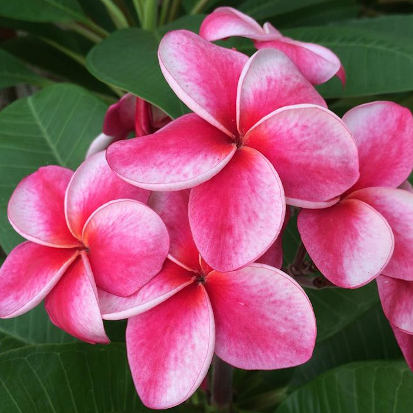 Elsie - a virágok édességekre hasonlítanak.