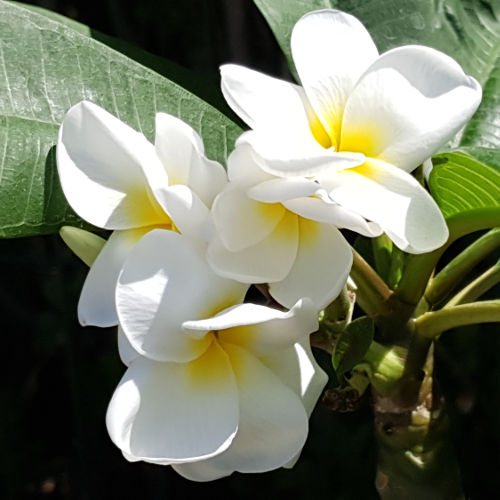 Plumeria rubra 'Kens White'
