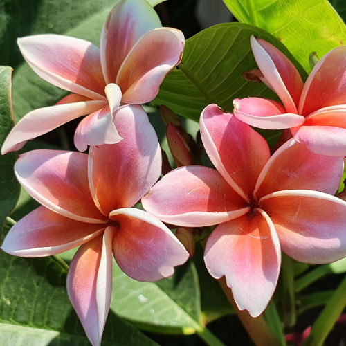 rubra - ide tartoznak az összes nem örökzöld, színes plumeriák.