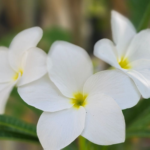 Plumeria pudica - egy örökzöld plumériafaj fehér virágokkal