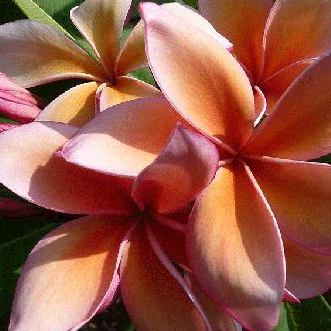 Queen Amber - aranybarna szépség