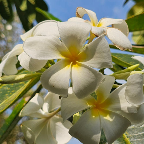 Plumeria obtusa Singapore White – Plumeria királynője