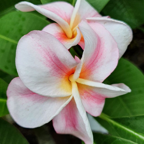 Valentinom - egyfajta Nui Leera Thaiföldről