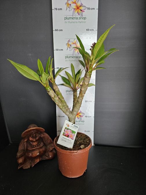 Plumeria Divine