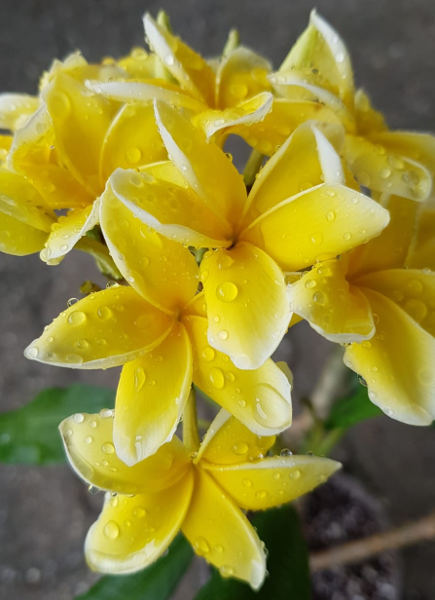 Plumeria rubra "Inca Gold"