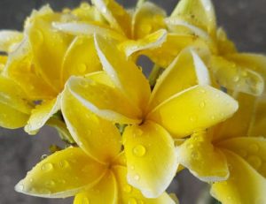 Plumeria rubra "Inca Gold"