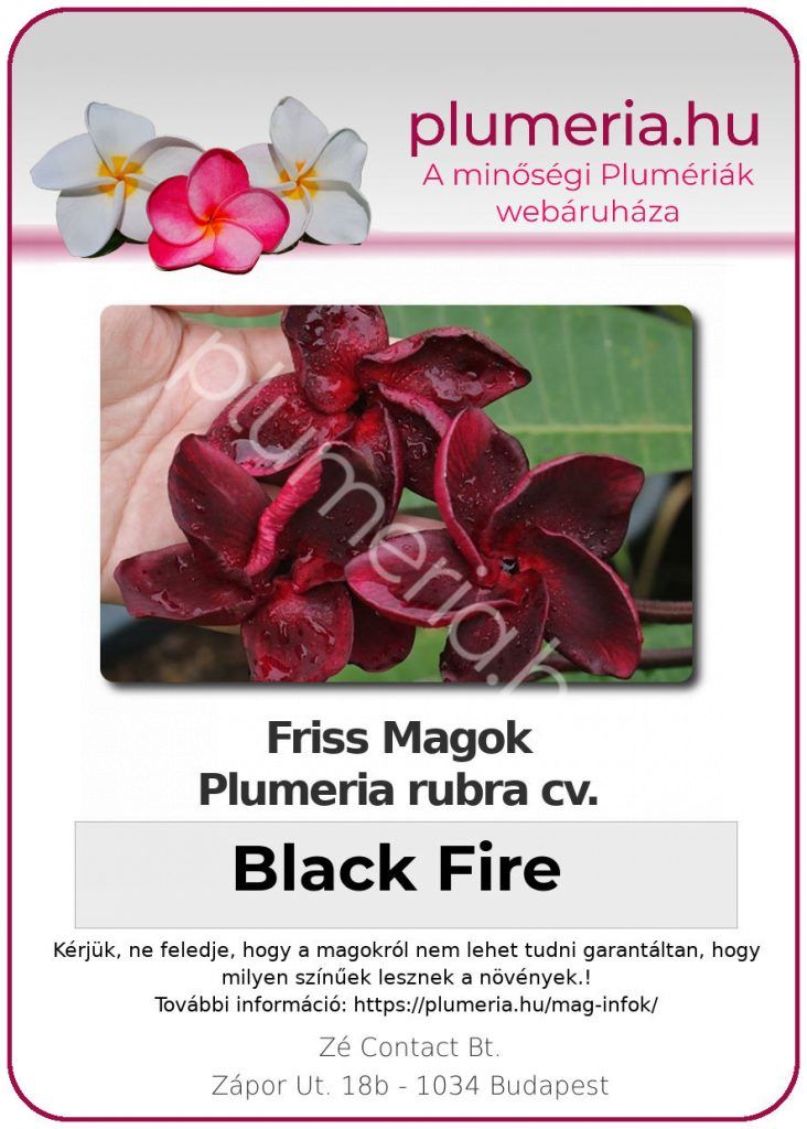 Plumeria rubra "Black Fire"