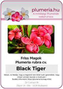 Plumeria rubra "Black Tiger"