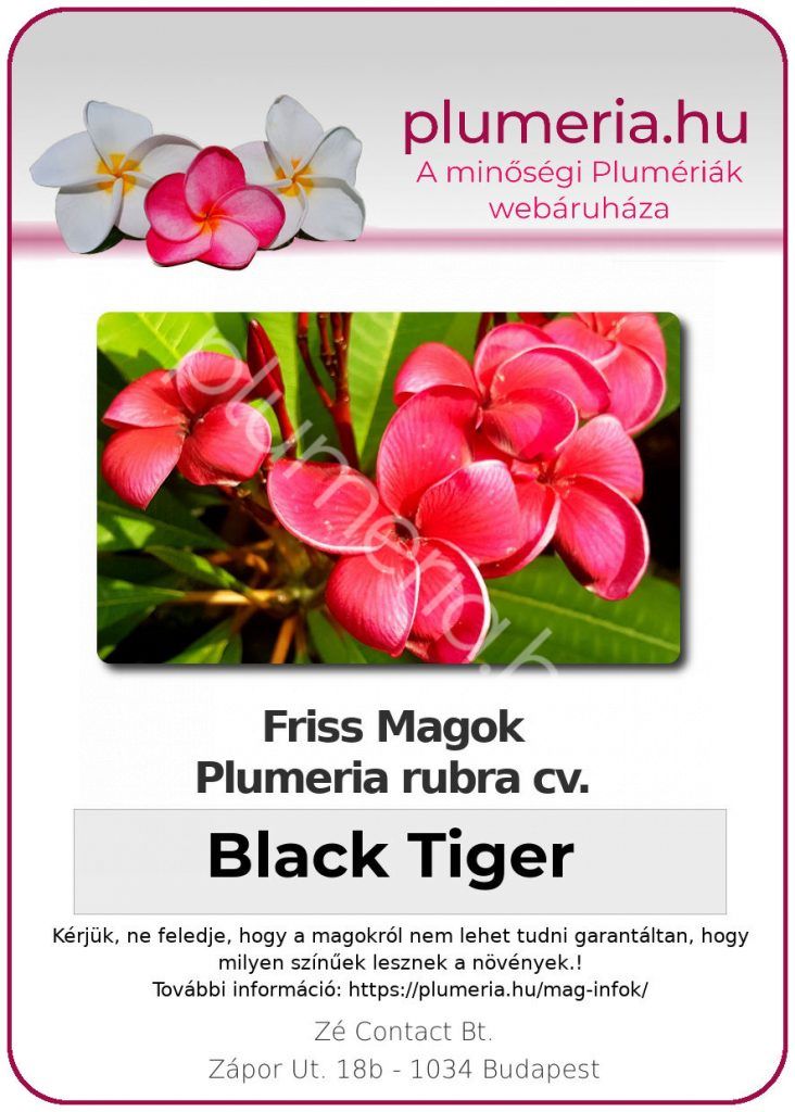 Plumeria rubra "Black Tiger"