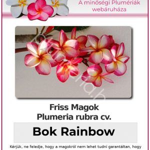 Plumeria rubra "Bok Rainbow"