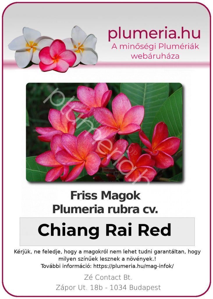 Plumeria rubra "Chiang Rai Red"