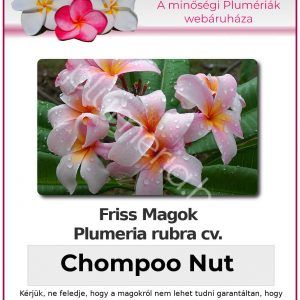 Plumeria rubra "Chompoo Nut"