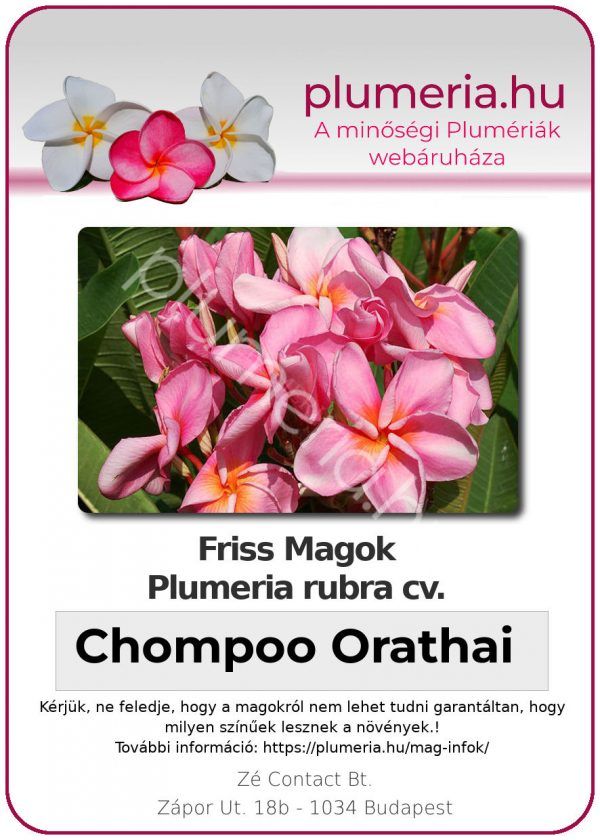 Plumeria rubra "Chompoo Orathai"
