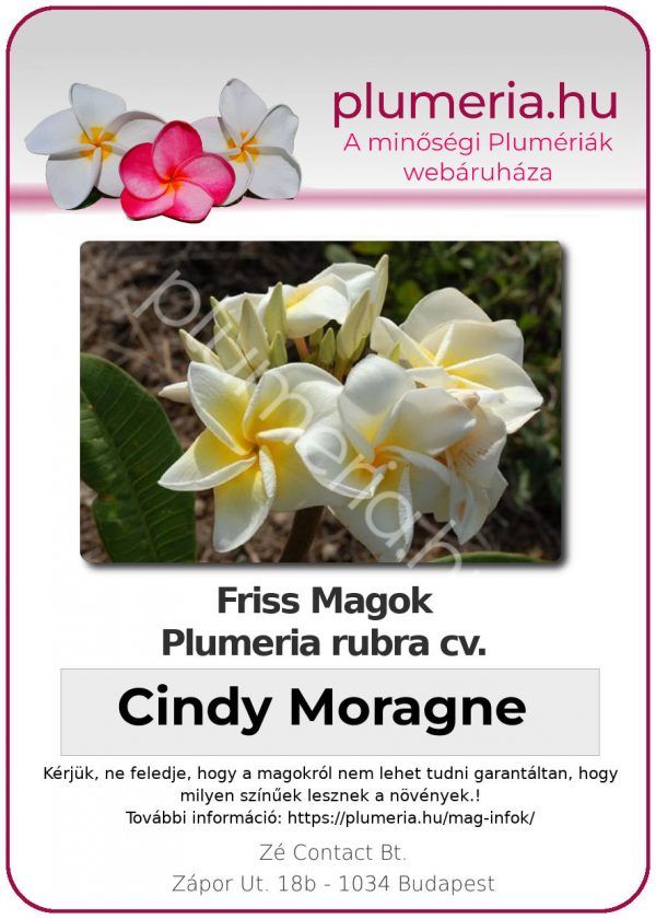 Plumeria rubra "Cindy Moragne"
