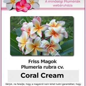 Plumeria rubra "Coral Cream"