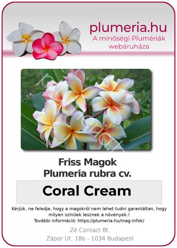 Plumeria rubra "Coral Cream"