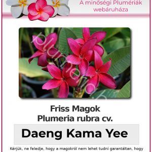 Plumeria rubra "Daeng Kama Yee"