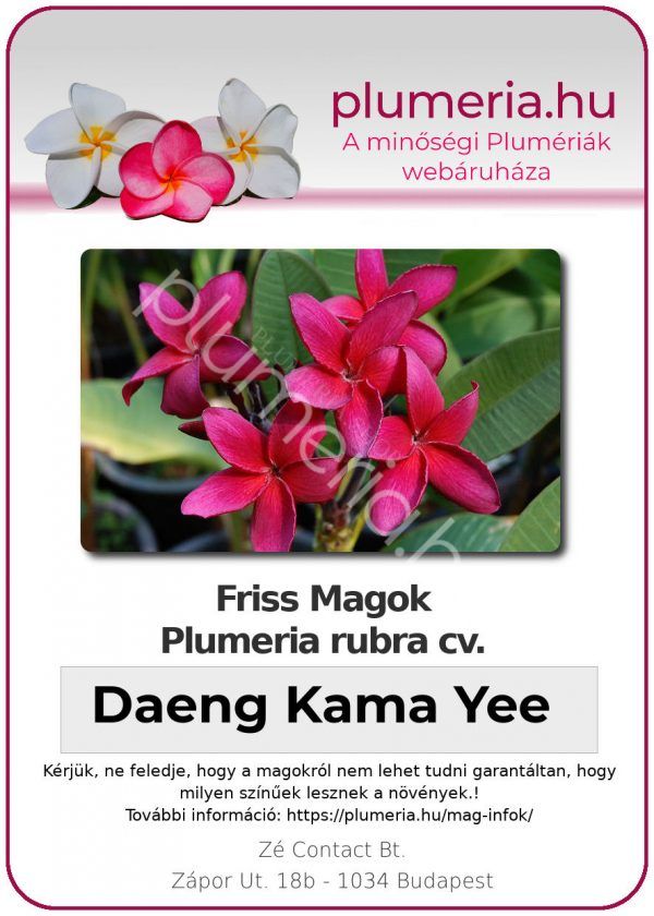 Plumeria rubra "Daeng Kama Yee"