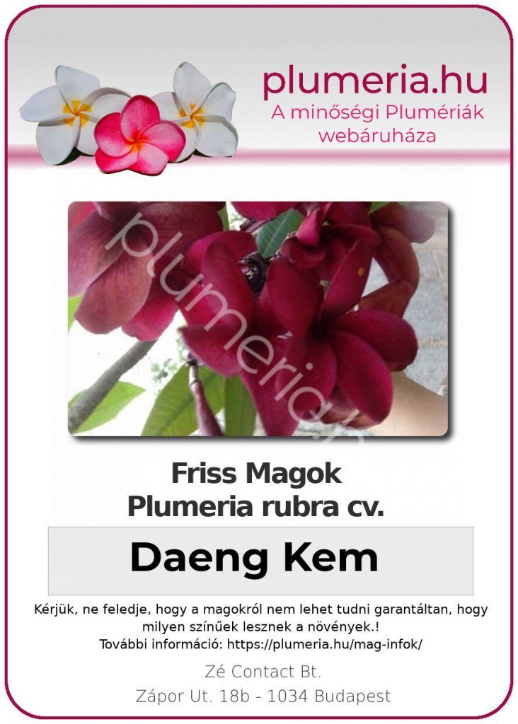Plumeria rubra "Daeng Kem"