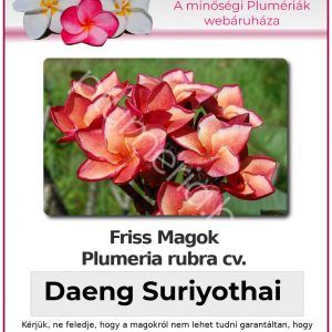 Plumeria rubra "Daeng Suriyothai"