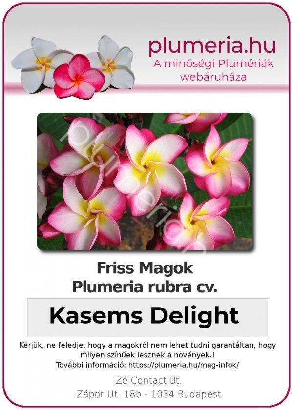 Plumeria rubra "Kasems Delight"