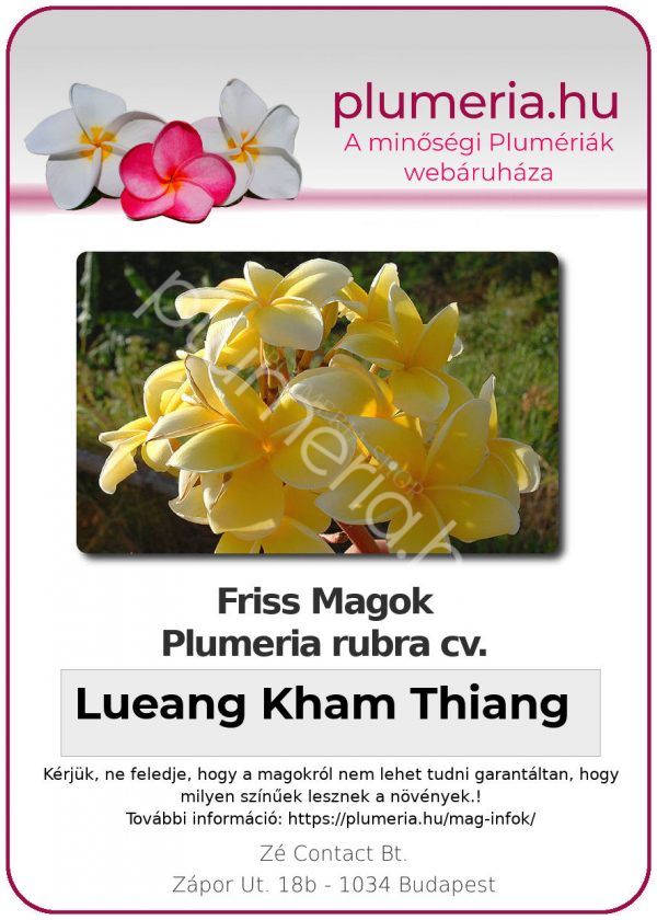 Plumeria rubra "Lueang Kham Thiang"