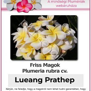 Plumeria rubra "Lueang Prathep"
