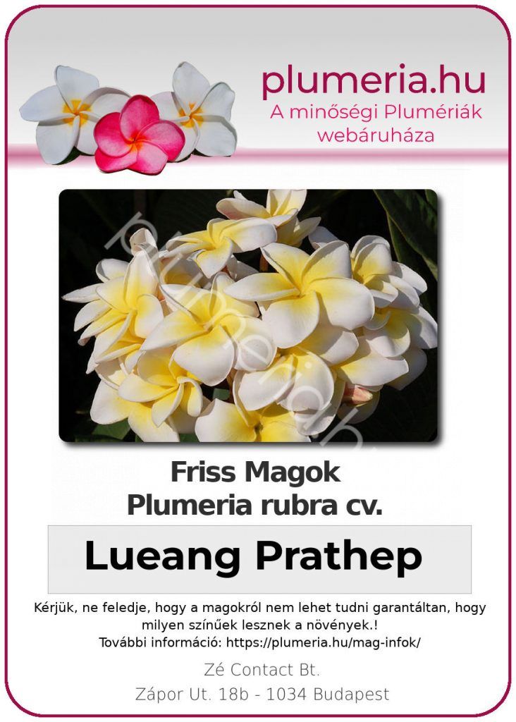 Plumeria rubra "Lueang Prathep"