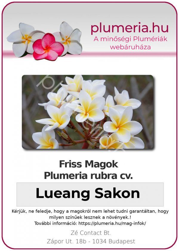 Plumeria rubra "Lueang Sakon"