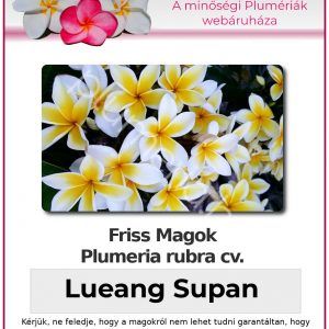 Plumeria rubra "Lueang Supan"