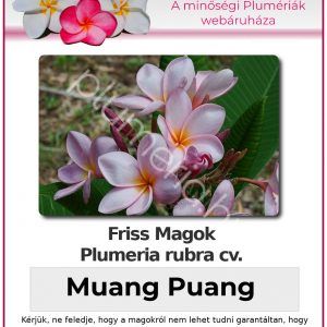 Plumeria rubra "Muang Puang"