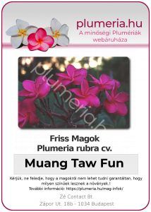 Plumeria rubra "Muang Taw Fun"