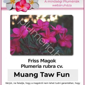 Plumeria rubra "Muang Taw Fun"