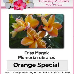 Plumeria rubra "Orange Special"