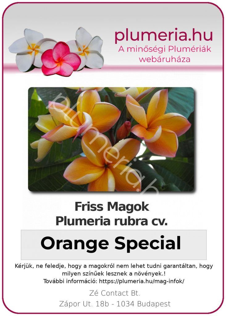 Plumeria rubra "Orange Special"