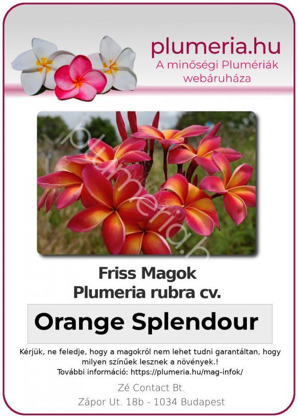 Plumeria rubra "Orange Splendour"