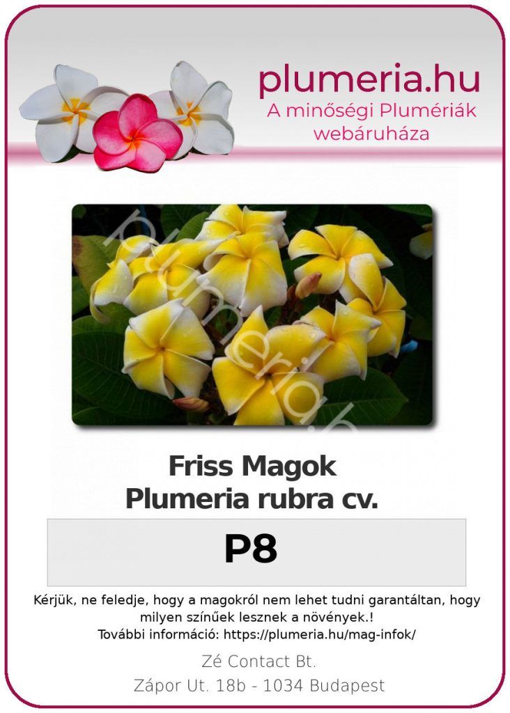 Plumeria rubra "P-8"