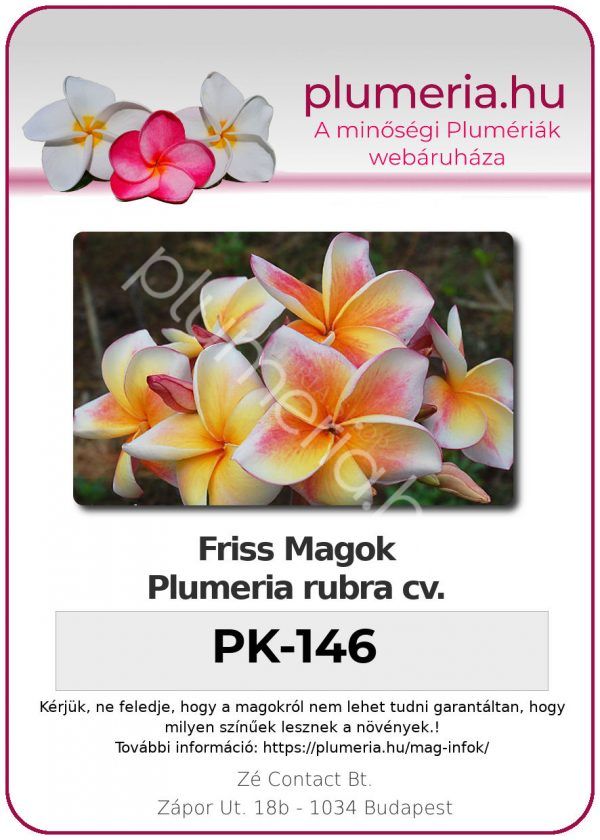 Plumeria rubra "PK-146"
