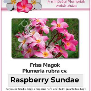 Plumeria rubra "Raspberry Sundae"