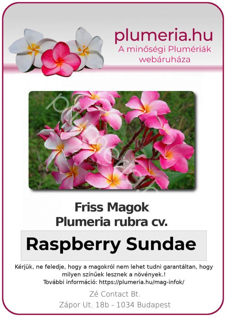 Plumeria rubra "Raspberry Sundae"