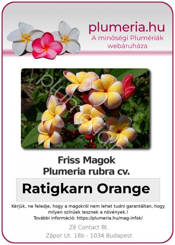 Plumeria rubra "Ratigkarn Orange"