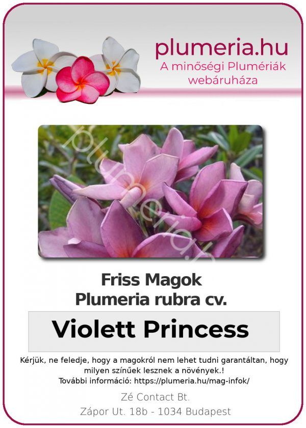 Plumeria rubra "Violett Princess"