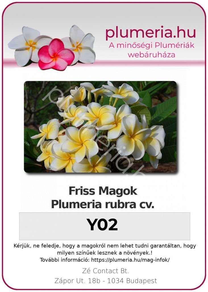 Plumeria rubra "Y02"